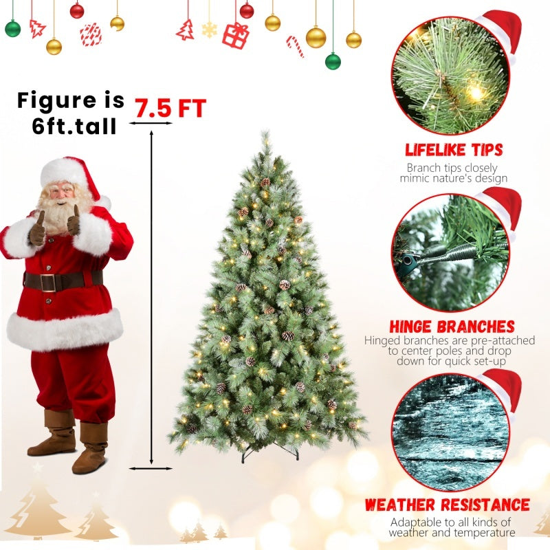 Timeless Evergreen Collection